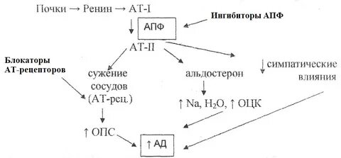 Снижают активность ренин ангиотензивной системы