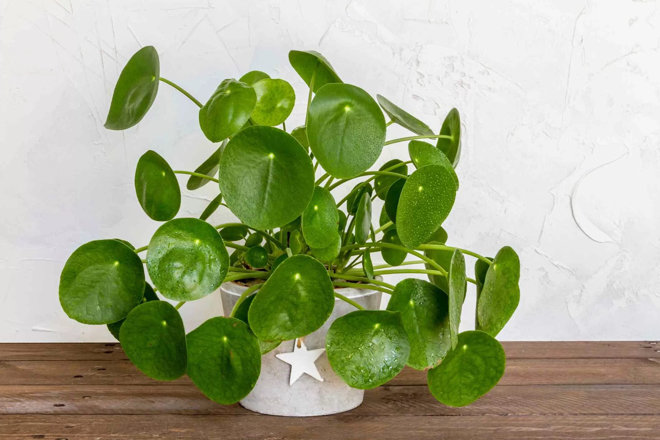 Пилея пеперомиевидная. Пеперомия пилея. Pilea peperomioides пилея пеперомиевидная. Пилея пeпeрoмиевидная. Пеперомия пересадка