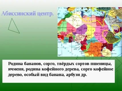 Абиссинский центр какие растения