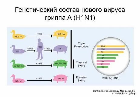 Генетический состав