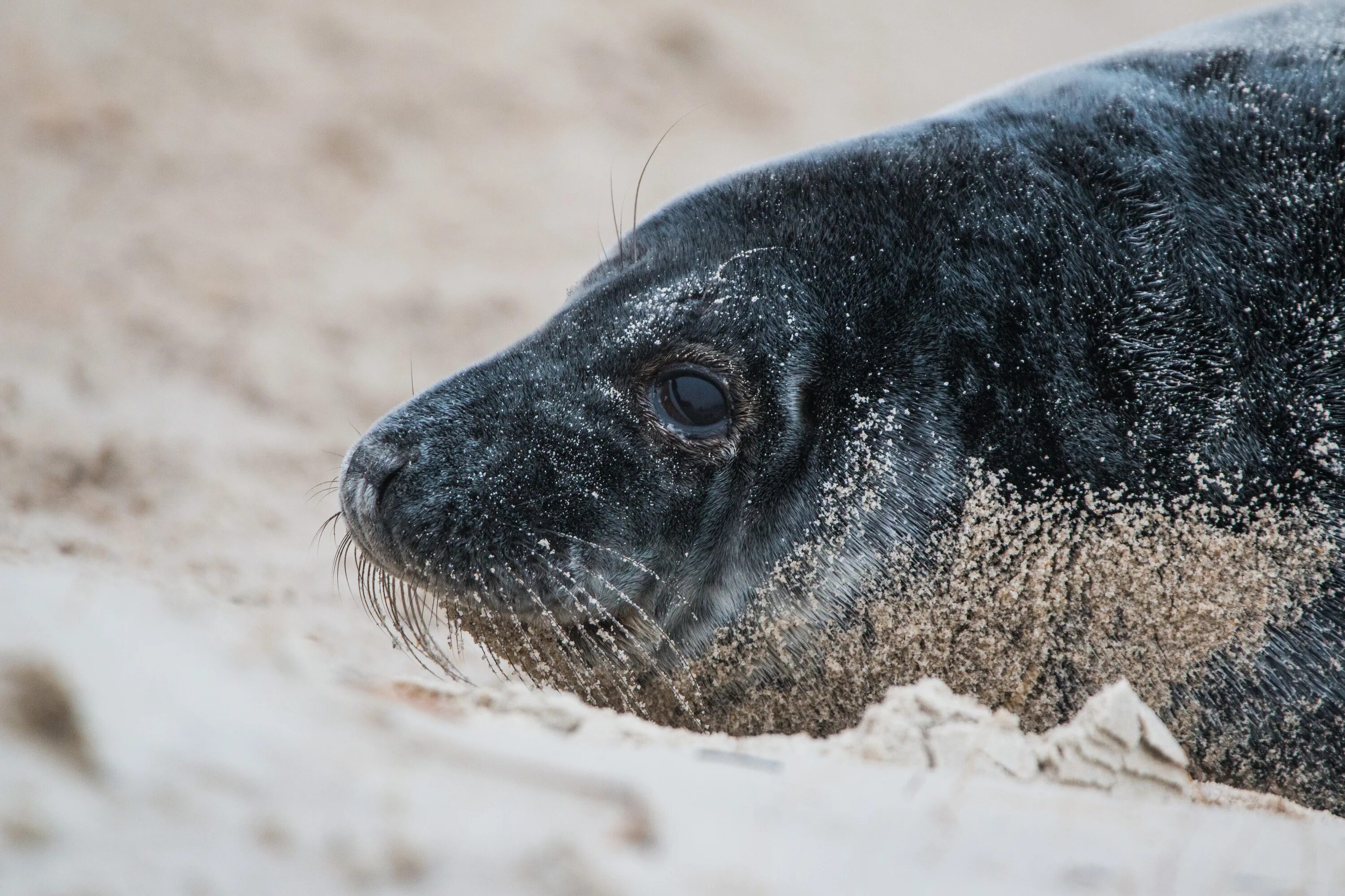 Grey seal