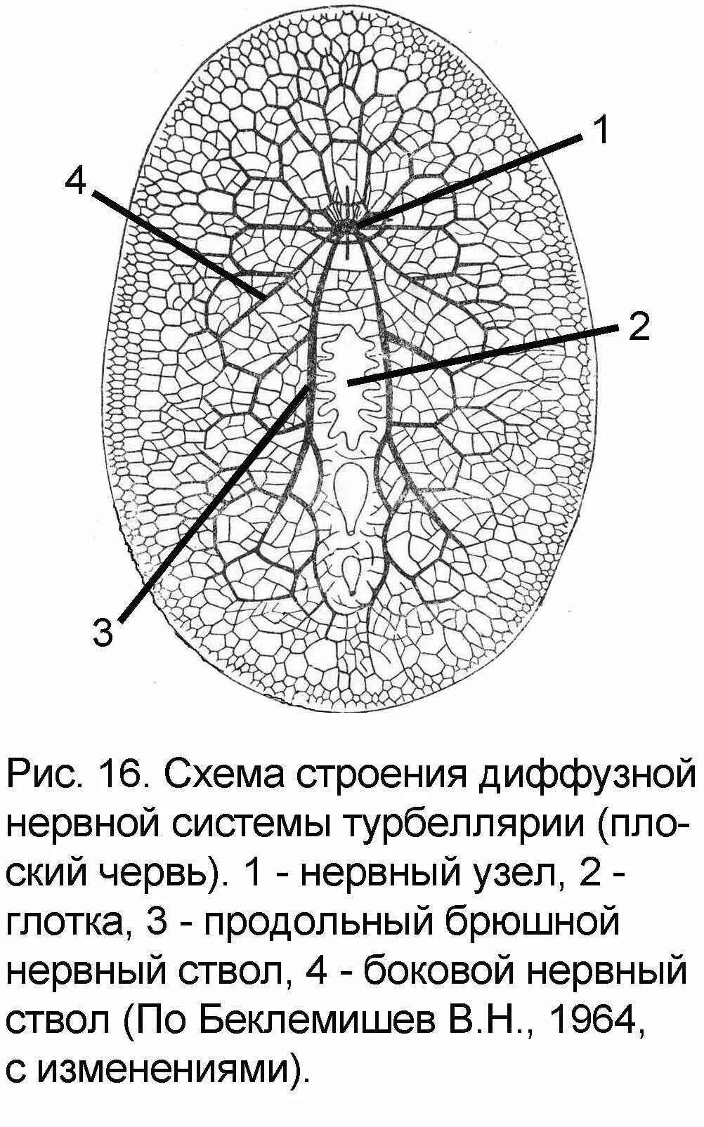 Схема строения диффузностволовой нервной системы турбеллярии. Строение диффузной нервной системы. Нервная система диффузного типа. Нервная сеть=диффузия. Диффузная строение