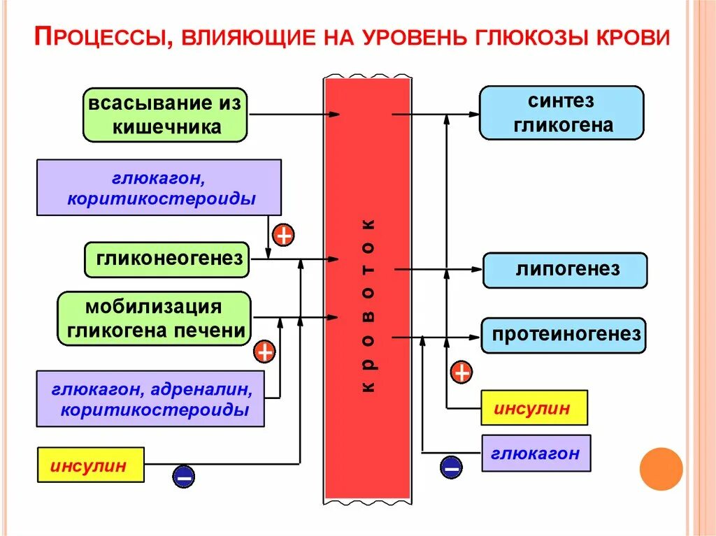 Что влияет на уровень Глюкозы в крови. Факторы влияющие на уровень Глюкозы. Факторы влияющие на уровень Глюкозы в крови. Факторы влияющие на уровень сахара в крови. 3 н фактор