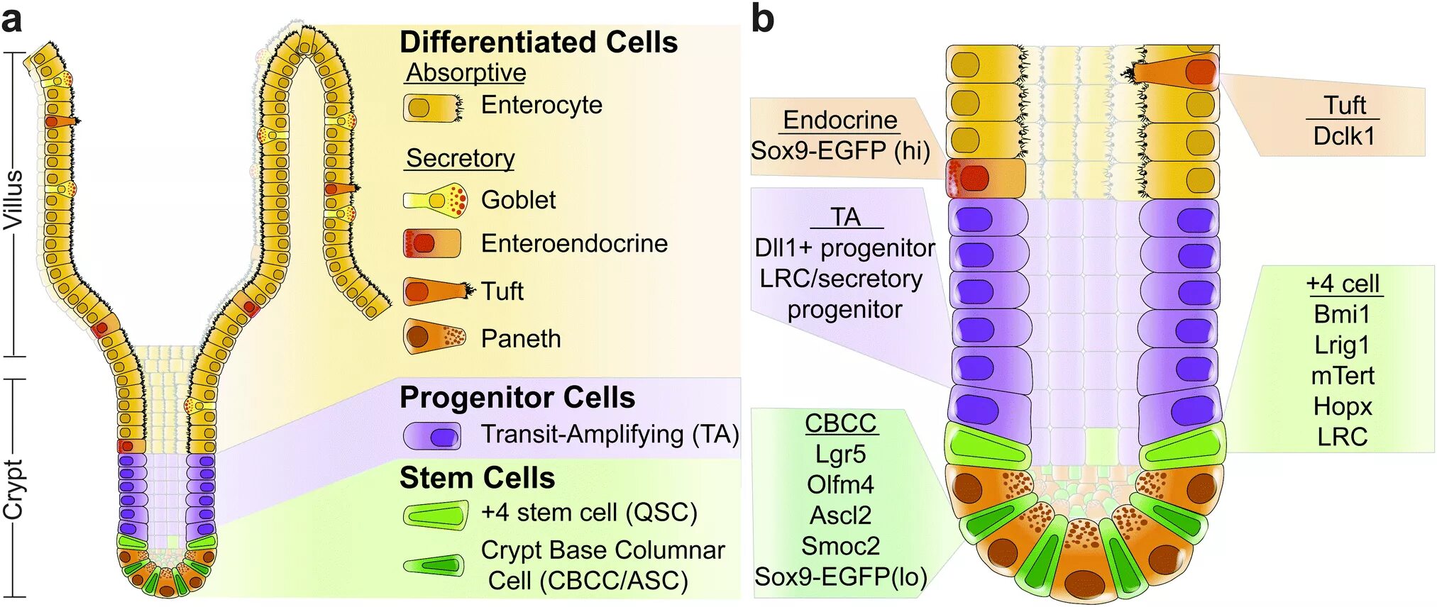 Cells 2 1 value. Tuft cells. crypt of the small intestine. goblet cells of the crypts of the small intestine.