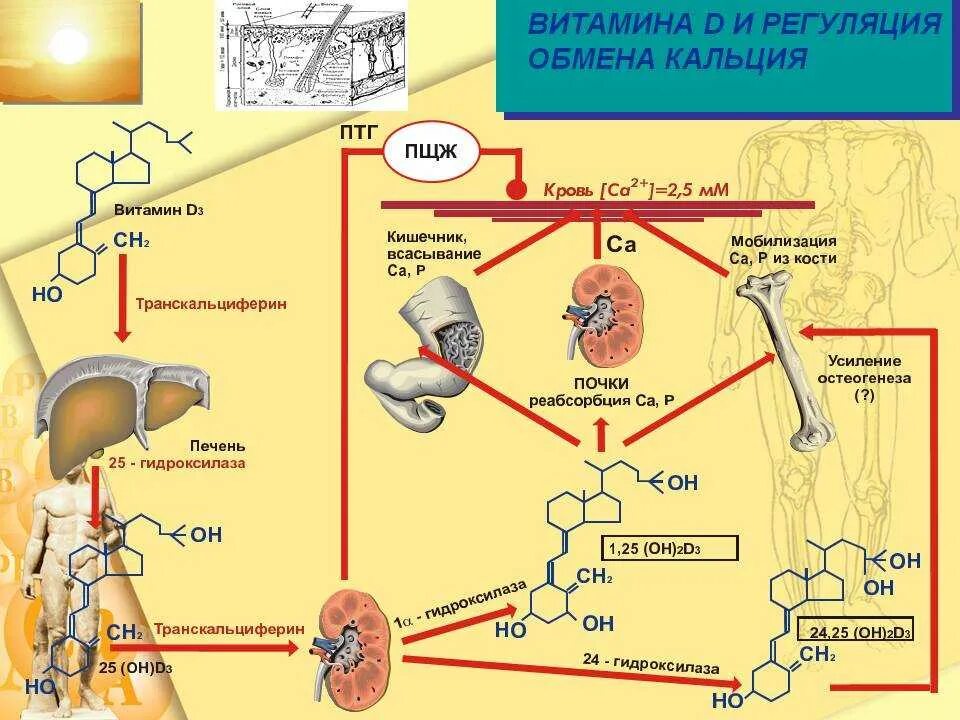 Схема регуляции кальциевого обмена. Фосфорно-кальциевый обмен схема. Механизмы регуляции обмена кальция в организме. Регуляция кальциевого обмена биохимия.