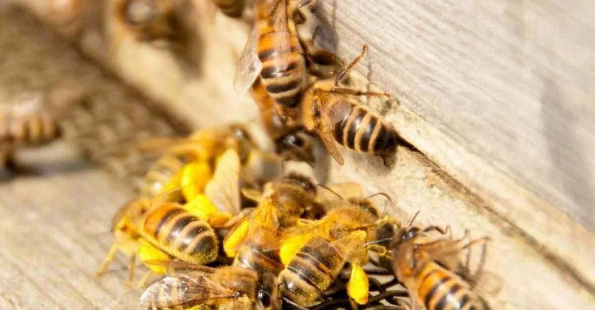 Bee point