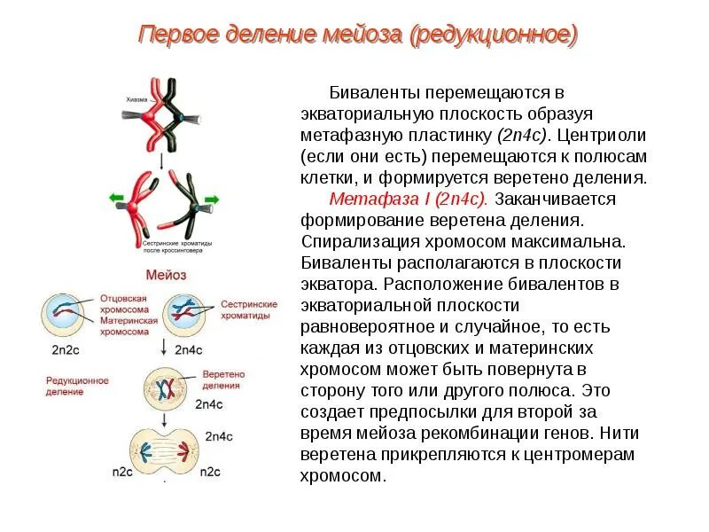 Деление мейоза 2 деление. Первое деление мейоза редукционное а второе. Биваленты в мейозе 2. Стадия метафазы редукционного деления мейоза. Мейоз 1 значение