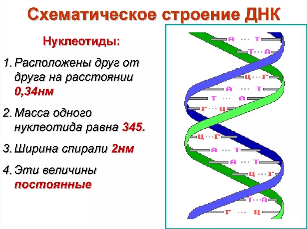 Компоненты нуклеотида ДНК схема. Структура двойной спирали ДНК. Строение двухцепочечной молекулы ДНК. Нуклеотидное строение ДНК. Масса одного нуклеотида днк