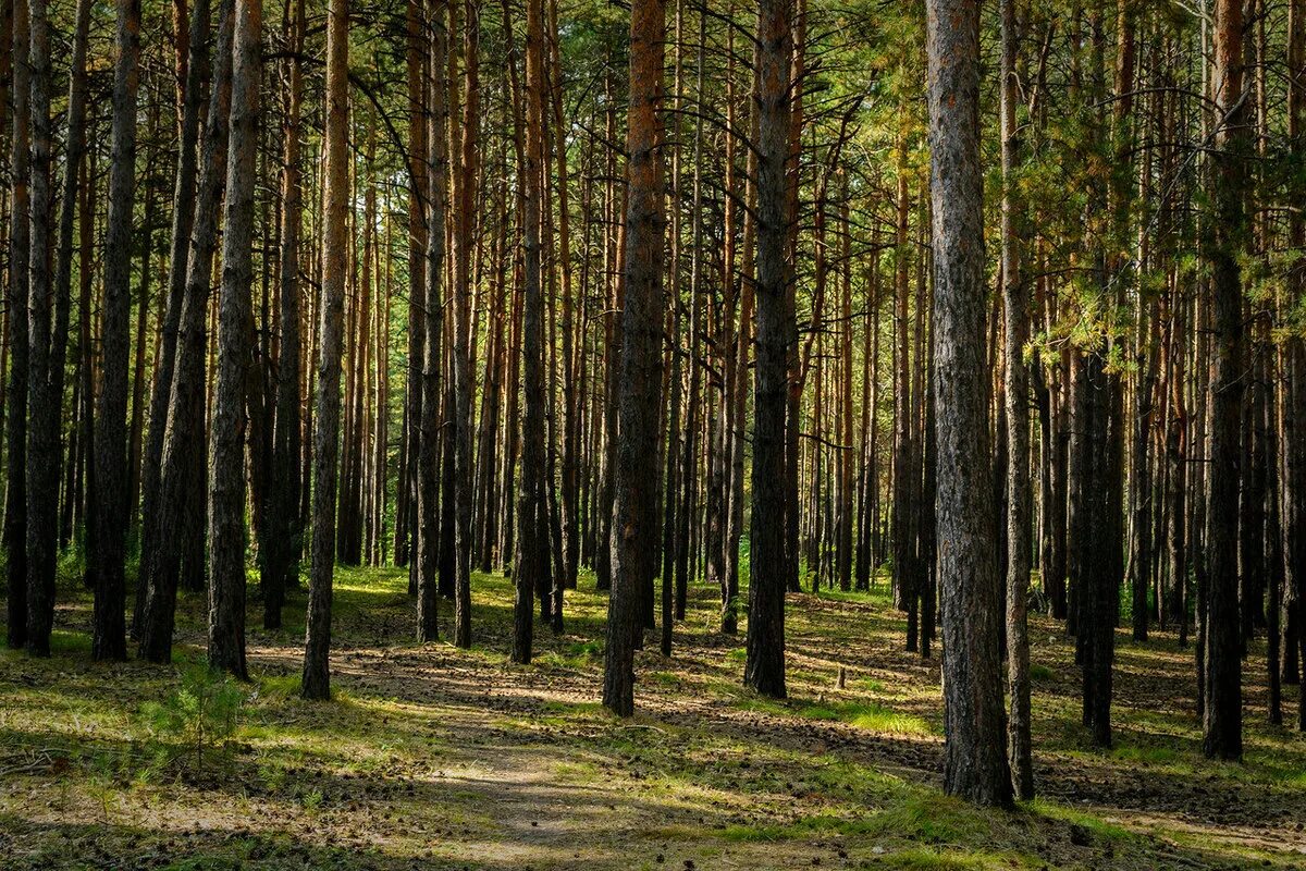 Ленточный бор алтайского края