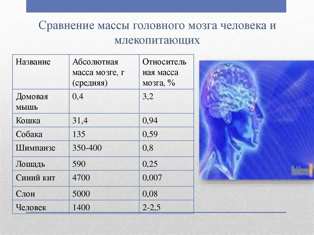 Масса головного мозга. Средняя масса головного мозга взрослого человека составляет. Средняя масса головного мозга. График возрастного изменения массы головного мозга человека.