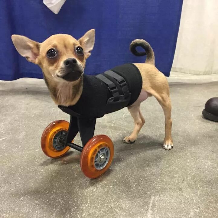 Протезы для собак. Протезы для собак на колесах. Собака на колесиках.