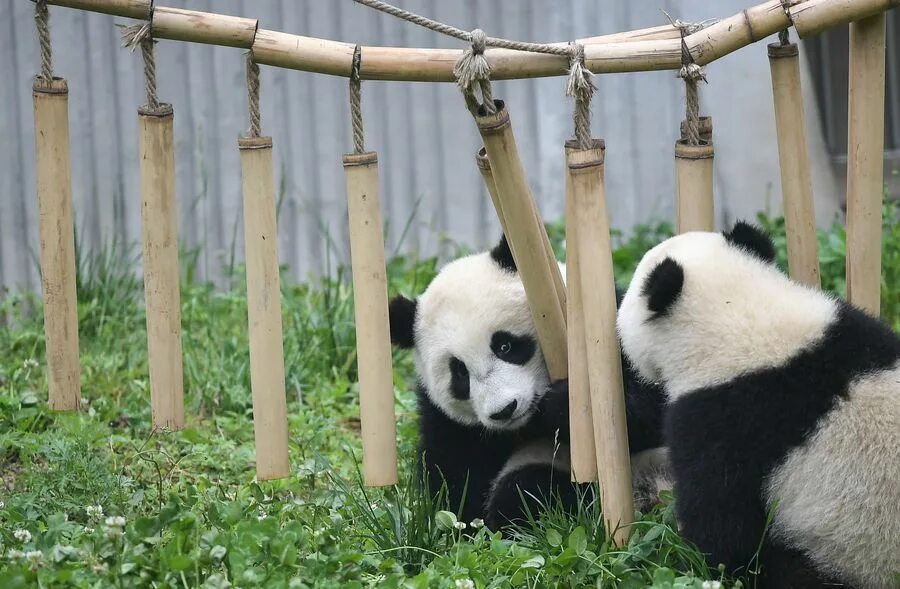 Сычуань панды. Заповедник панд в Чэнду. Чэнду Китай панды. Гигантские панды Сычуань.