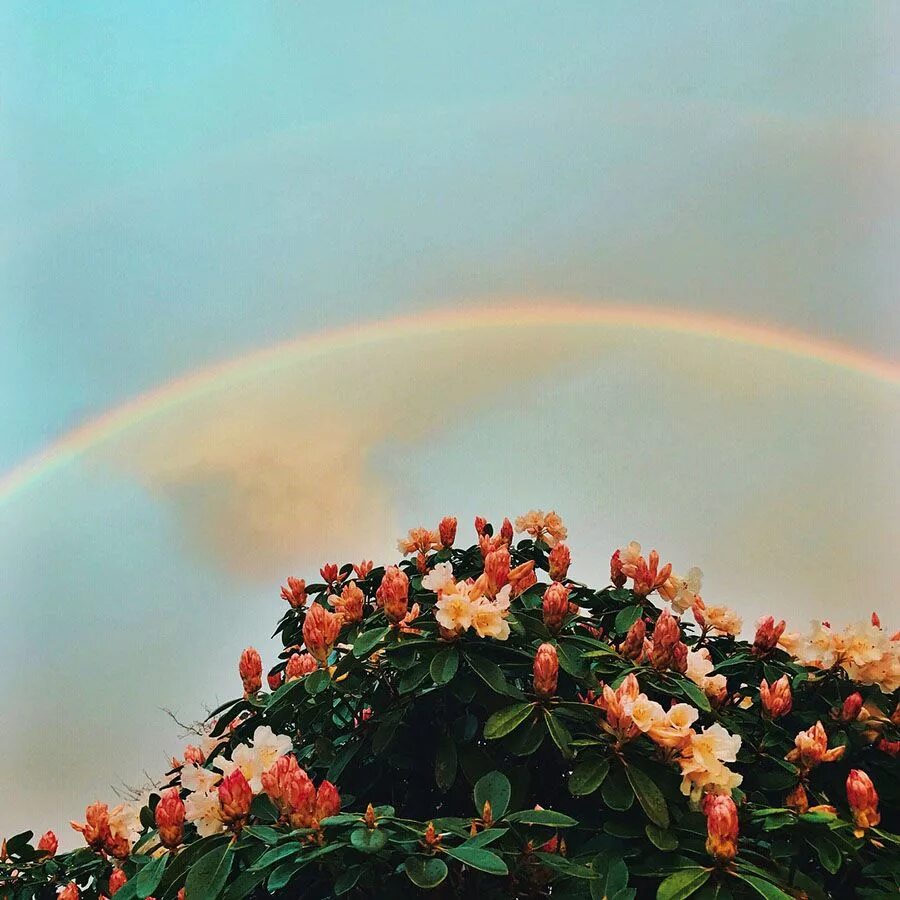 После дождя всегда приходит. Цветы радуги. Радуга в цветах. Радужные растения. Радуга из цветов.