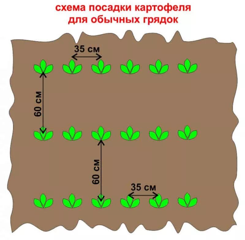 На каком расстоянии сажают под. Посадка картофеля схема посадки картофеля. Посадка картофеля расстояние между рядами и кустами. Схема посадки картофеля в открытом грунте. Двухрядная посадка картофеля схема.