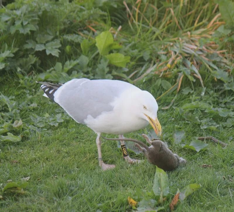 Альбатрос севастополь птица. Чайки хищники. Морская серебристая чайка. Чайка альбатрос птенец. Серебристые чайки.