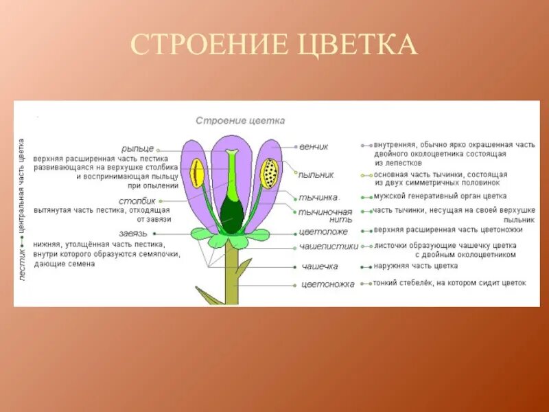 Какую функцию выполняет рыльце