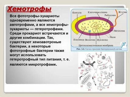 К хемосинтезирующим бактериям относят