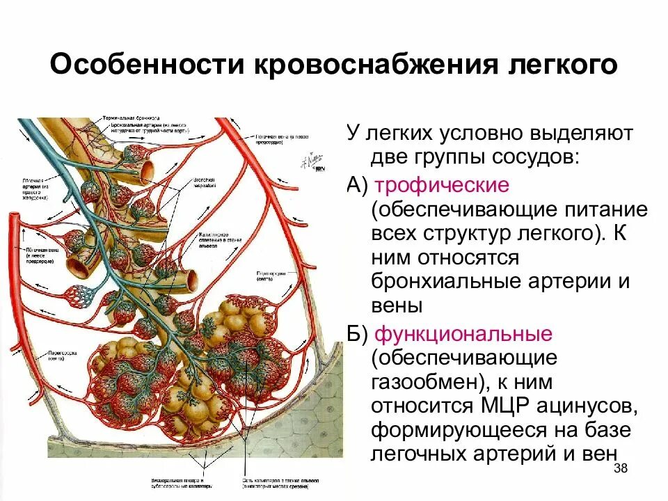 Особенности легочного кровообращения. Кровоснабжение легких. Особенности кровоснабжения легких. Кровоснабжение легких схема. Особенности кровотока в легких.