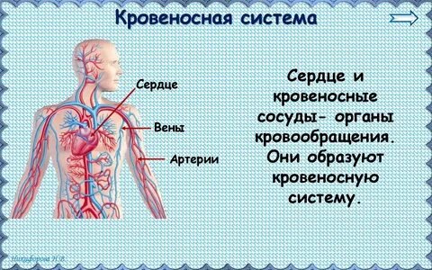 Сердце и кровеносная система какой орган
