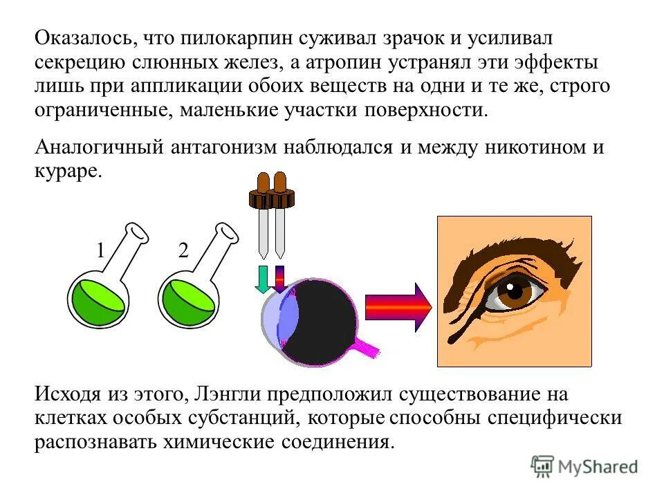 Атропин вызывает зрачка. Расширение зрачка вызывает. Атропин вызывает зрачка. Парез аккомодации. Атропин и мочевой пузырь.