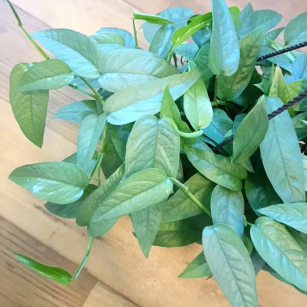 Эпипремнум себу блю. Эпипремнум себу блю. Эпипремнум пиннатум себу блю. Epipremnum pinnatum 'cebu blue'. Эпипремнум себу блю.