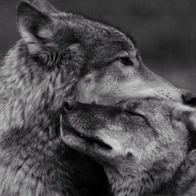 Волки пара. Влюбленные волки. Добрый волк. Игривый волк. И даже самый настоящий зверь порой бывает тихим даже нежным.