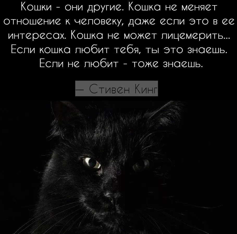 Правильно я тоже знаю. Кошки они другие. Цитаты про кошек. Статусы про кошек. Статусы про черного кота.