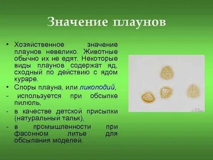 Какую роль в жизни человека играют плауновидные