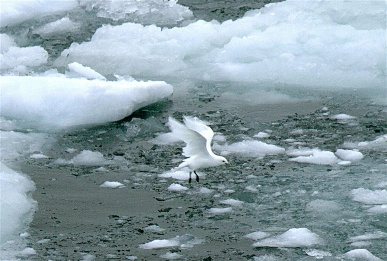 Карское море. Обская губа Северный Ледовитый океан. Море Лаптевых Полярная Чайка. Белая Чайка в Карском море. Ветер северного ледовитого океана