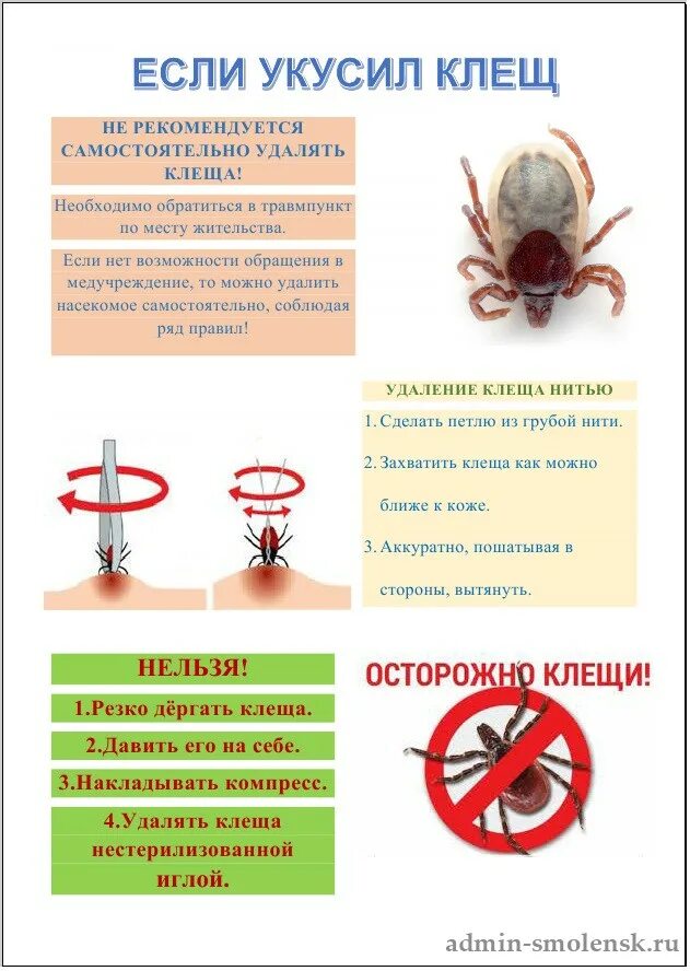 Через сколько действует клещ