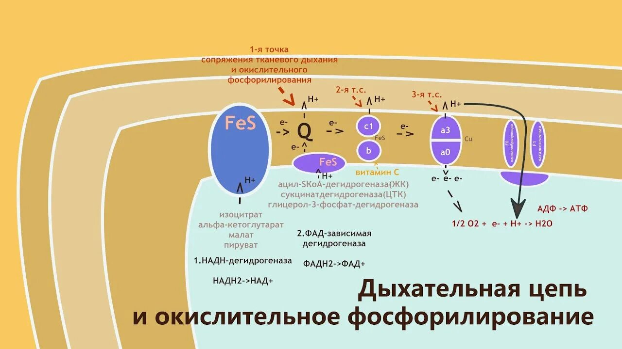 Процесс окислительного фосфорилирования атф. Окислительное фосфорилирование в митохондриях. окислительное фосфорилирование фадн2. дыхательная цепь и окислительное фосфорилирование. механизм сопряженного окислительного фосфорилирования.