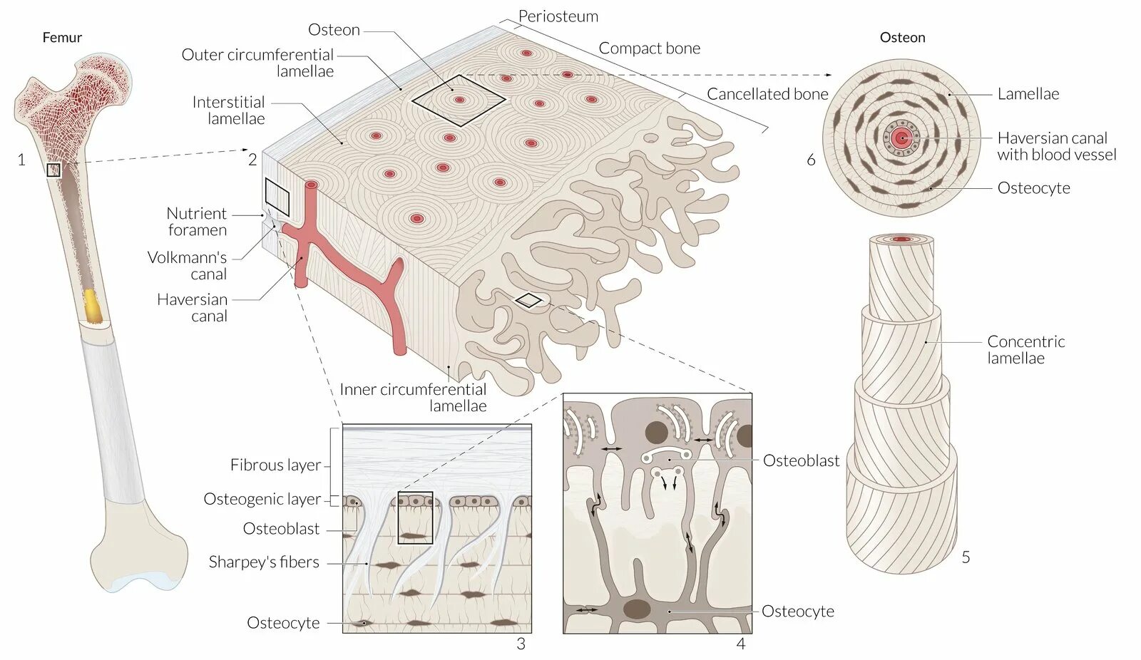 Layers bone. Compact bone. bone structure. bone tissue. остеон.