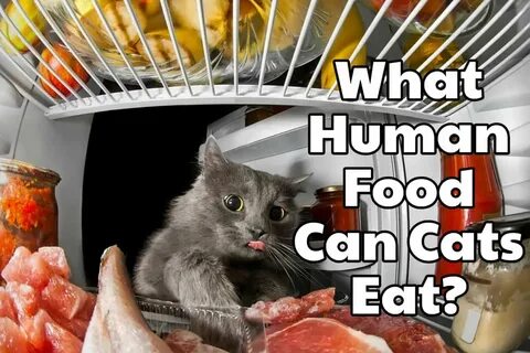 Human food