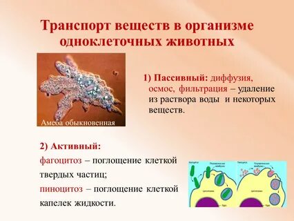 Транспорт веществ у животных осуществляется благодаря