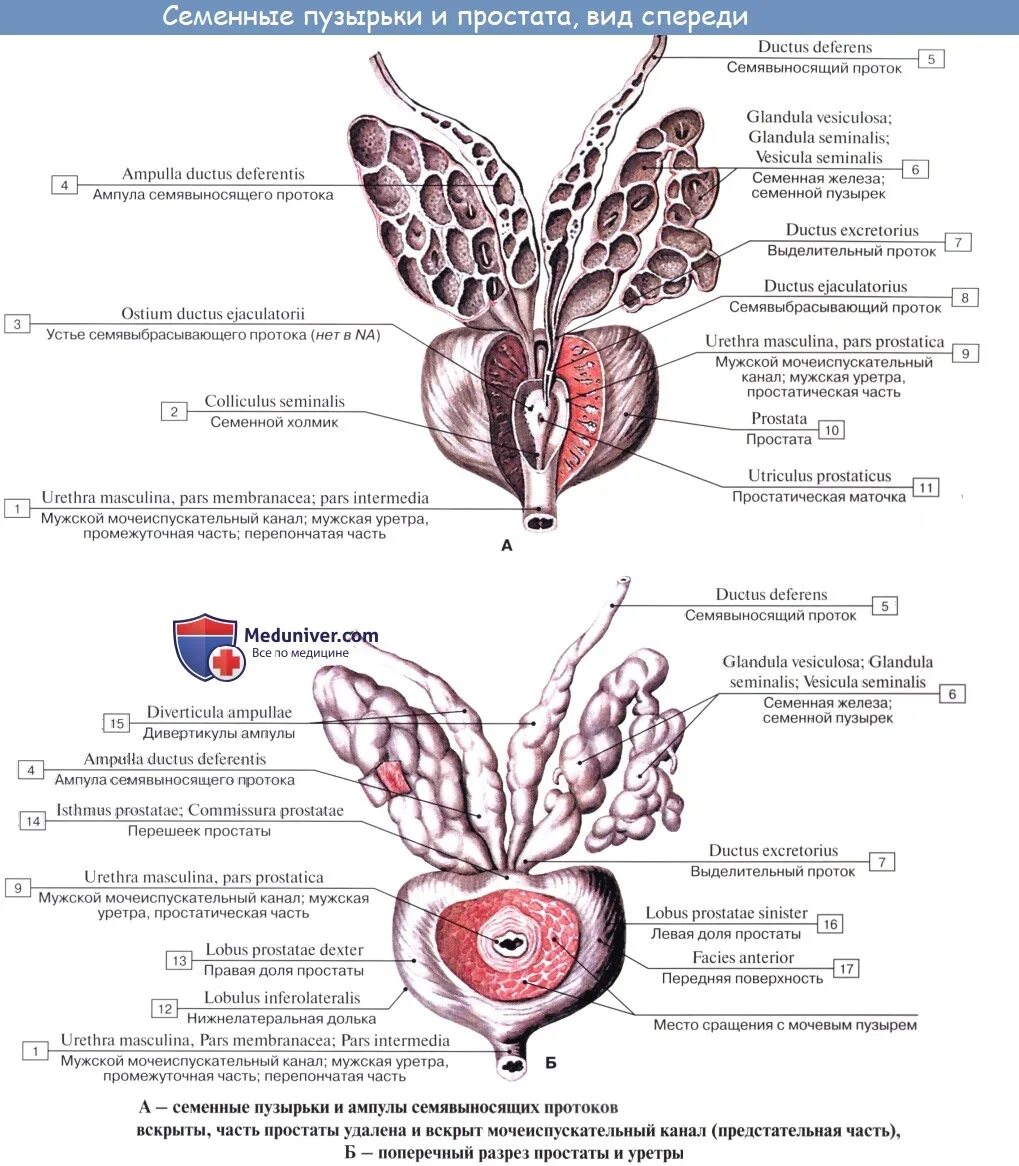 Семенные пузырьки анатомия строение. Мужская половая система семенные пузырьки. Простата строение анатомия семенной пузырек. Выделительный проток семенного пузырька.