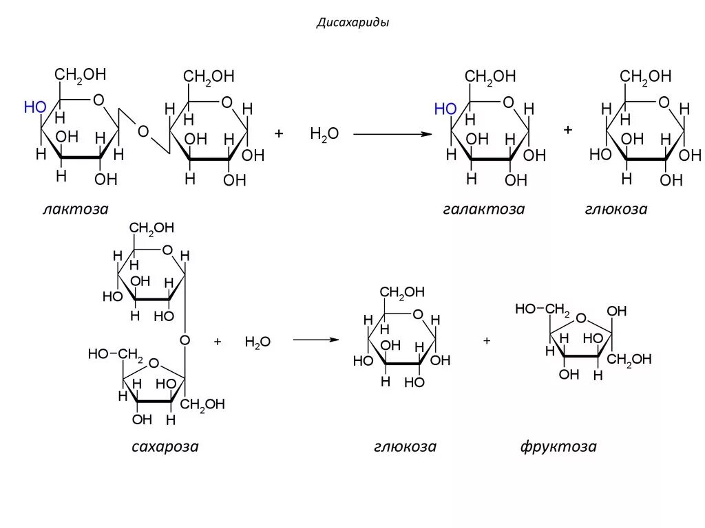 При гидролизе фруктозы образуется. Реакция гидролиза лактозы. При гидролизе лактозы образуются. Расщепление дисахаридов до моносахаридов. Формула дисахарида лактозы.