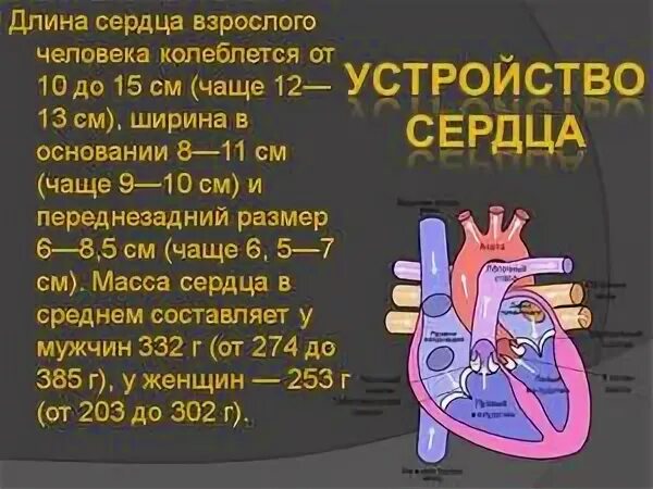 Сколько весит сердце