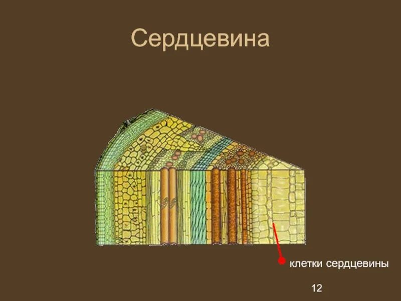 Камбий какая ткань 6 класс. Ткани растений камбий. строение стебля дерева камбий. камбий древесина сердцевина и. камбий древесина биология.