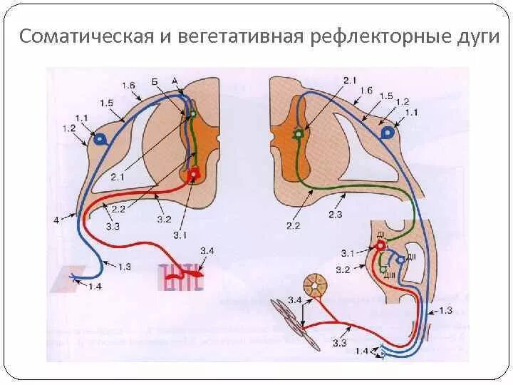 Отличия вегетативных рефлекторных дуг. Рефлекторная дуга соматической нервной системы гистология. Отличия вегетативных рефлекторных дуг. Отличия соматической и вегетативной рефлекторных дуг. Отличия рефлекторной дуги вегетативного и соматического рефлексов.