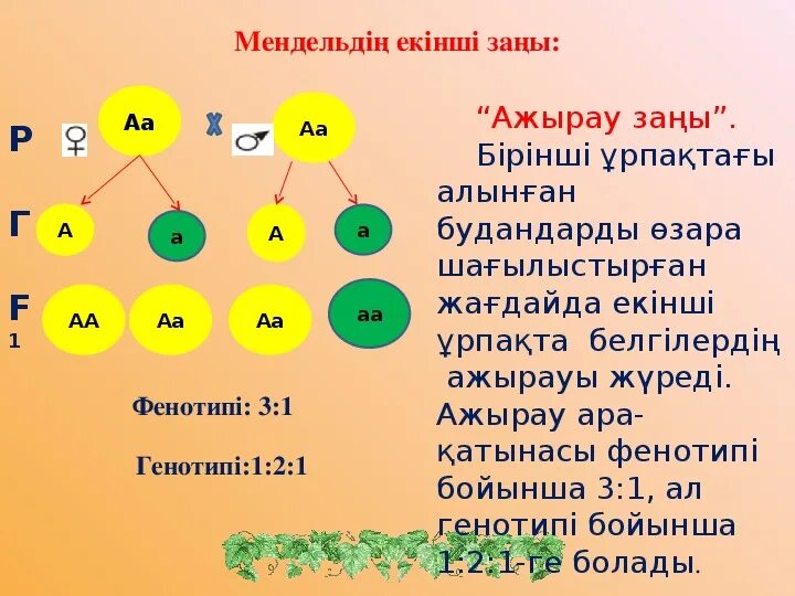 Генотип ааввсс