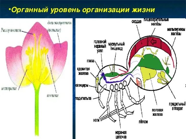 Органный уровень организации жизни. Органный уровень организации живой материи. Органный уровень жизни примеры.