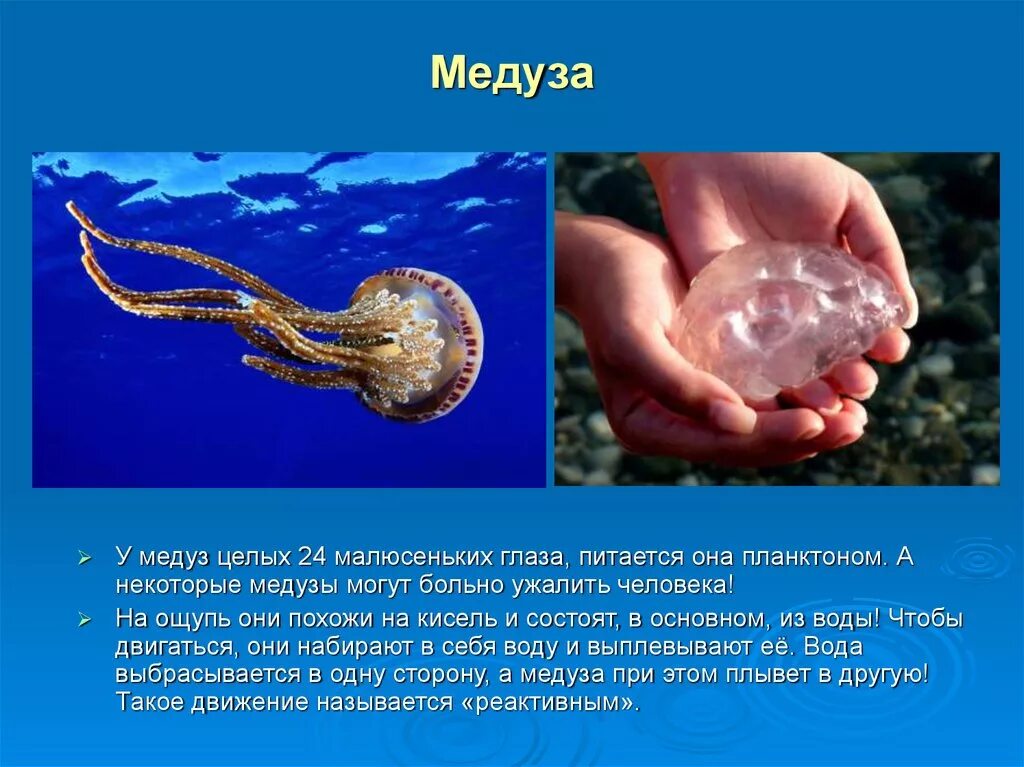Сообщение о медузе. Стрекающие медузы. Корнерот медуза в черном море опасны. Кубомедуза морская оса. Медуза джеллифиш.