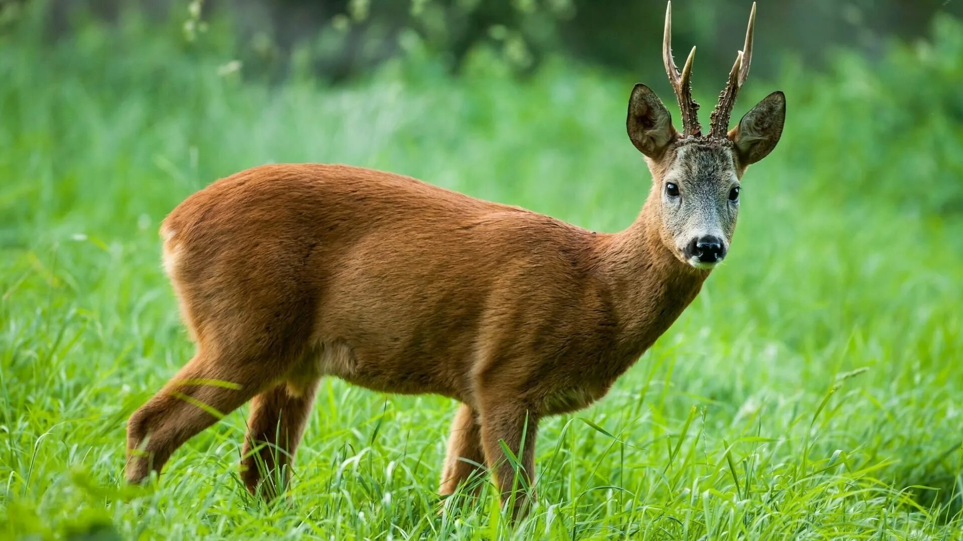 Лось в свердловской области. Кабан омской области. Косуля смоленская область. Косули и кабаны лося. Кабаны олени косули.