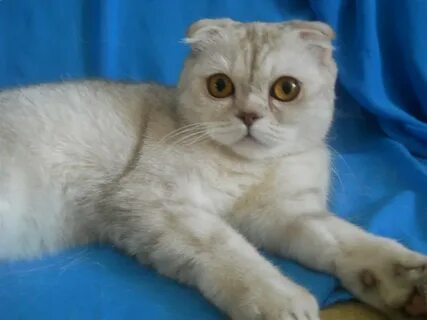 Котята вислоухие шотландские пензе