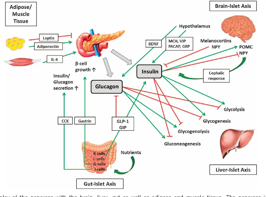 Головной мозг печень кровь. Инсулин и глюкагон. Инсулин и глюкагон функции. Гликоген и глюкагон. Инсулин и глюкагон схема.