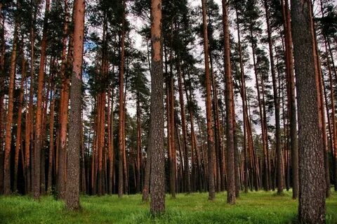 Сосна бора
