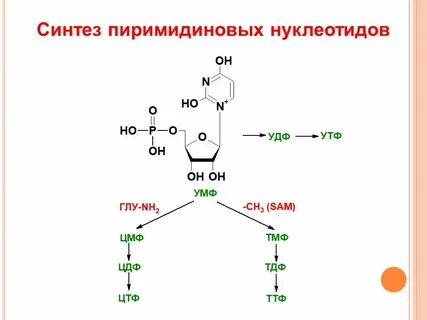 Место синтеза нуклеотидов