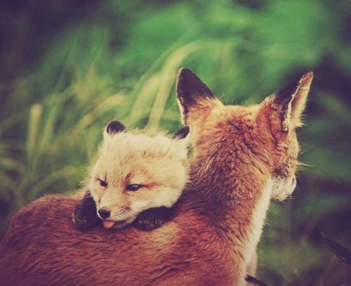 Fox time. Лиса со спины. Лисенок со спины. Маленькую лисичку обнимают. Лисичка спиной.