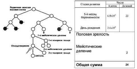 Образование второго полярного тельца