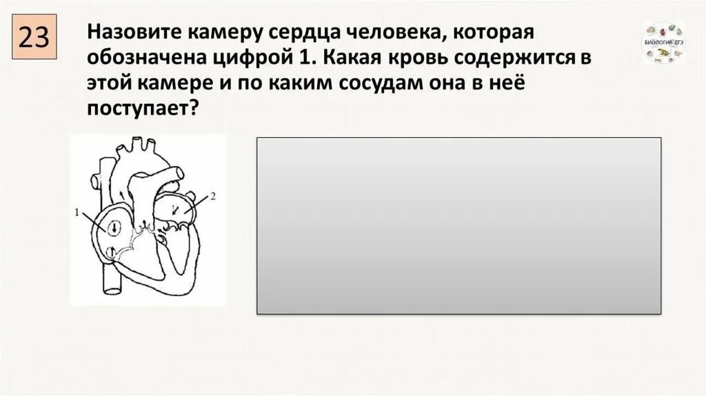 Назовите камеру сердца которая обозначена цифрой 1. Назовите камеры сердца человека обозначенные. Какая кровь содержится в камере сердца обозначенная цифрой 1. Назовите камеру сердца которая обозначена цифрой 2.